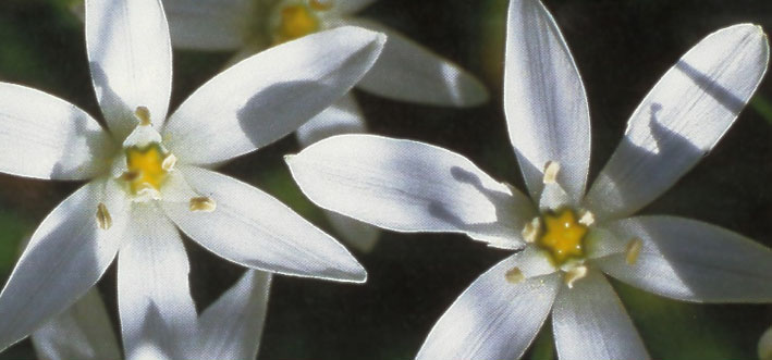 Bachblüten