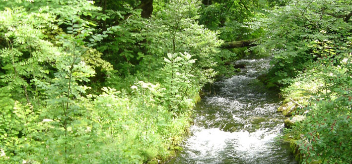 Waldbach